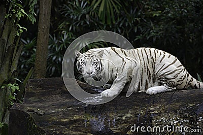 White Bengal tiger in a jungle Stock Photo