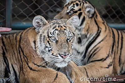 Tiger Kingdom in Chiang Mai Stock Photo