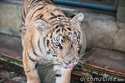 Tiger Kingdom Pictures Stock Photo