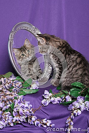 Tiger Kitten looking into Mirror Stock Photo