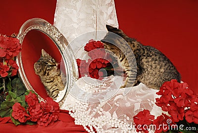 Tiger Kitten With Mirror and Begonias Stock Photo