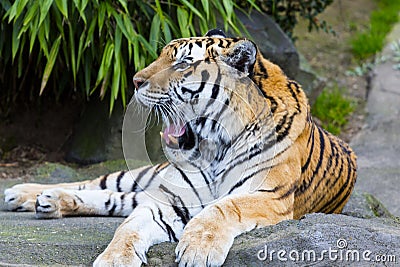 Tiger Stock Photo