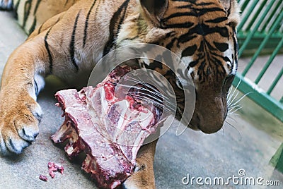Tiger laying, eating meat and bones Stock Photo