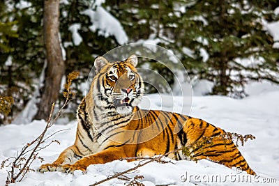 Tiger laying in the snow. Stock Photo