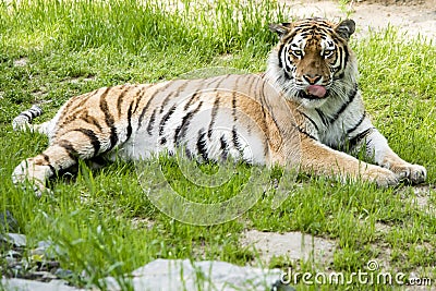 Tiger lying in grass looking at camera Stock Photo