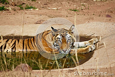 Tiger lazing in a water hole Stock Photo