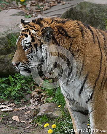 Tiger from left side Stock Photo