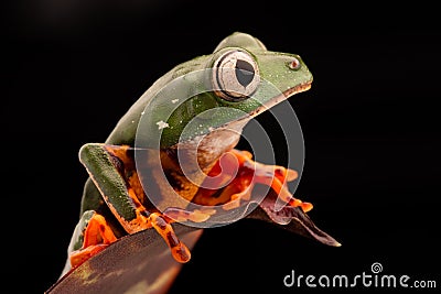 Tiger leg monkey tree frog Phyllomadusa tomopterna Stock Photo