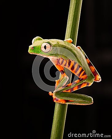 Tiger leg monkey tree frog Phyllomadusa tomopterna Stock Photo