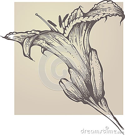 Tiger Lily Vector Illustration