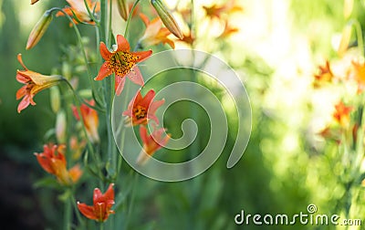 Tiger Lily Blossoms with Copy space to right Stock Photo