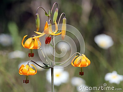 Tiger Lily with Daisies in Background Stock Photo