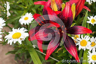 Tiger lily with daisies. Stock Photo