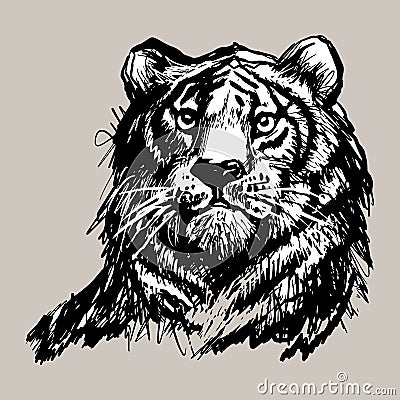 Tiger, lion face, portrait. Hand drawn black line art sketch. Exotic, predator face background, print, tatoo, logo. Trendy vector Vector Illustration