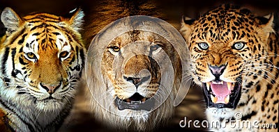 Tiger, lion, leopard Stock Photo