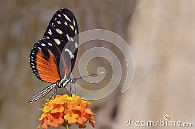 Tiger Longwing butterfly feeding on flower Stock Photo