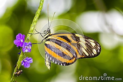 Tiger Longwing Butterfly Stock Photo