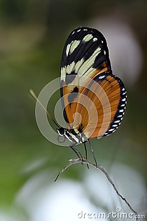 Tiger Longwing butterfly on stem Stock Photo