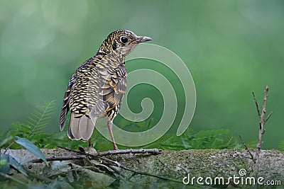 Tiger look bird with black white and yellow banded feathers, Scaly thrush, rare migration bird to Thailand during winter Stock Photo