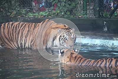 tiger look at tiger in pool Stock Photo