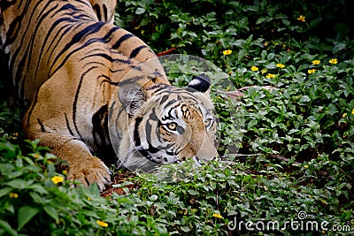 Tiger looking his prey and ready to catch it Stock Photo