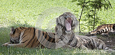 Tiger lying on green grass and open mouth show killed teeth Stock Photo