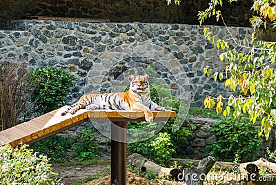 Tiger majestically lies and basks in the sun Stock Photo