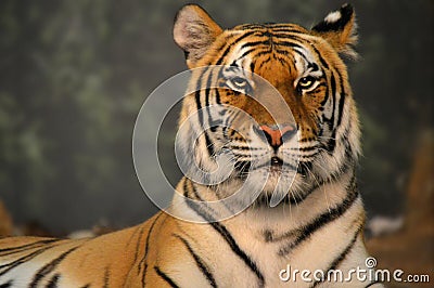 Tiger Stock Photo