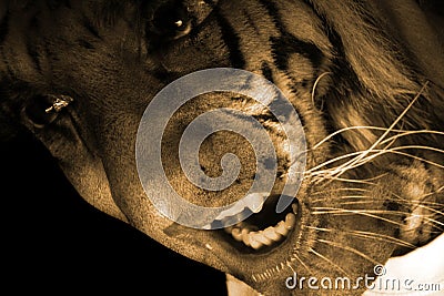 Tiger Monster Stock Photo