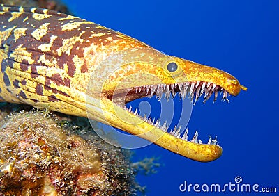 Tiger Moray Stock Photo