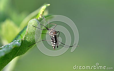 Tiger mosquito Stock Photo