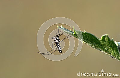 Tiger mosquito Stock Photo