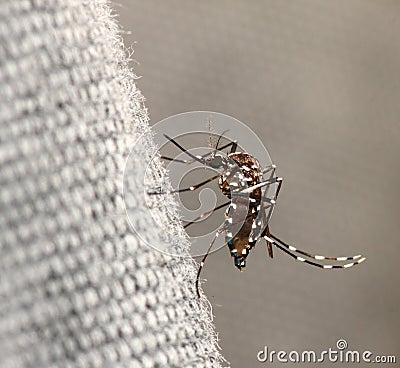 Tiger Mosquito Stock Photo