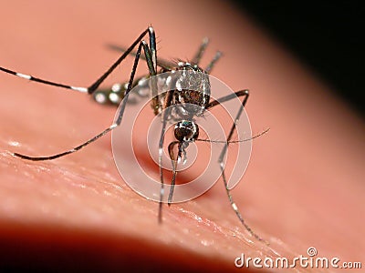 Tiger mosquito Stock Photo