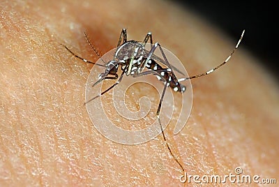 Tiger mosquito (Aedes albopictus) sucking blood Stock Photo