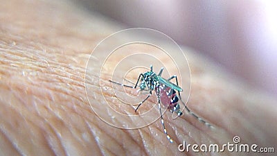 A tiger mosquito drinks blood Stock Photo