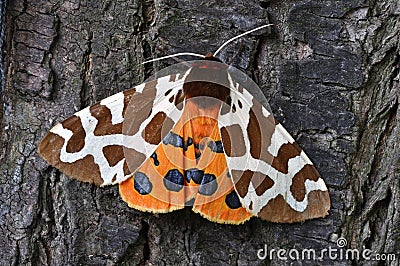 Tiger Moth Stock Photo