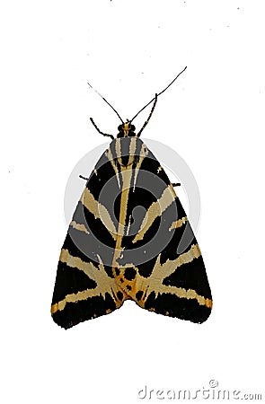 Tiger Moth Insect Bug Photograph Stock Photo