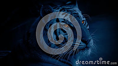 Tiger Stock Footage & Videos - 8,551 Stock Videos Tiger Stock Footage & Videos - 8,551 Stock Videos