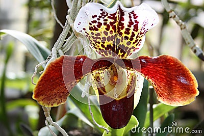 Tiger orchid in botanical garden close up Stock Photo