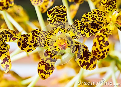 Tiger Orchid flower Stock Photo