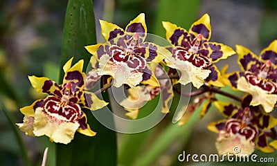 Tiger orchid flower Stock Photo