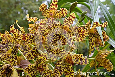 Tiger Orchid flowers are about 10cm wide, with pale greenish-yellow sepals & petals, as well as striking orange-brown patterns Stock Photo