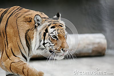 Tiger Pacing Stock Photo