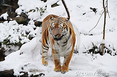 Tiger (Panthera tigris) Stock Photo
