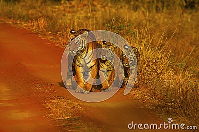 Tiger, Panthera tigris. Hirdinala female with cubs. Tadoba Tiger Reserve, Chandrapur district Stock Photo