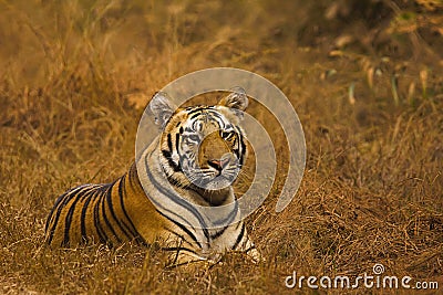 Tiger Panthera tigris tigris- Jaichand, Umred-Karhandla Wildlife Sanctuary, Maharashtra, India Stock Photo