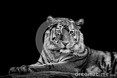 Tiger - Panthera tigris Stock Photo