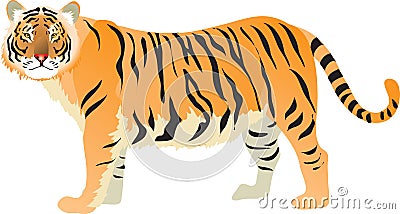 Tiger , Big Cat from Asian Jungle - Vector Illustration Vector Illustration