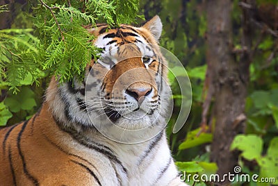 The tiger Stock Photo